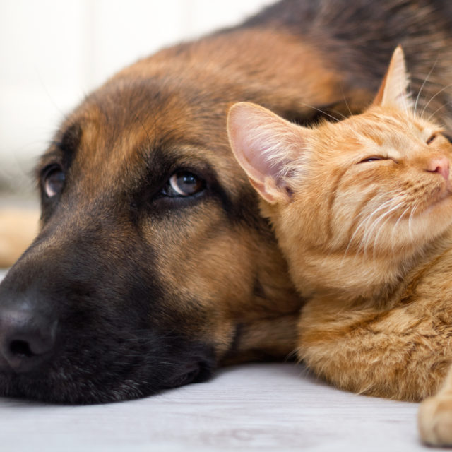 Priska Pfetzer Tiertherapie und Tierkommunikation